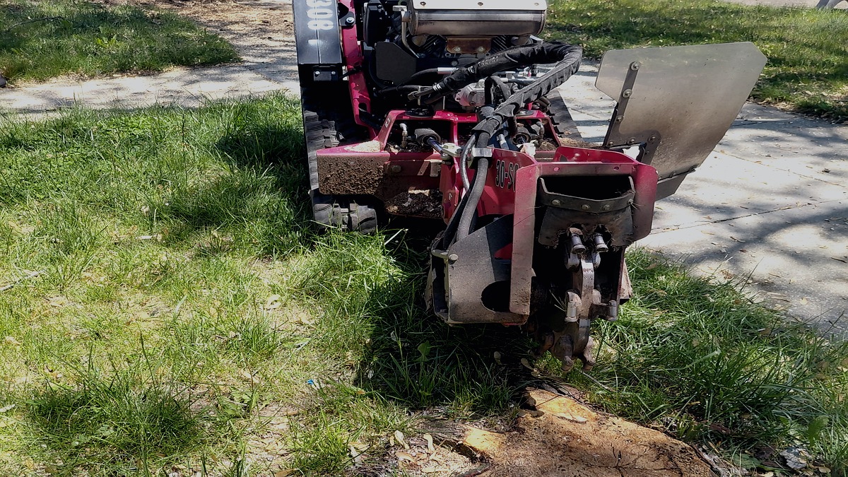 Pine Grove stump grinder cutting a stump in a South Jersey lawn